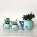 Allen Design Whale Planter | {{ collection.title }}